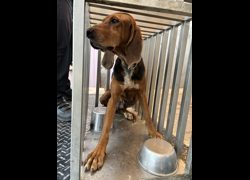 彰化縣流浪狗中途之家臨時收容所,編號:468388, 混種犬          
