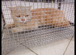 南投縣公立動物收容所,編號:468397, 混種貓                 