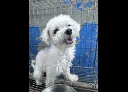 苗栗縣動物保護教育園區,編號:468396, 瑪爾濟斯犬           