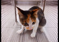 南投縣公立動物收容所,編號:468398, 混種貓                 