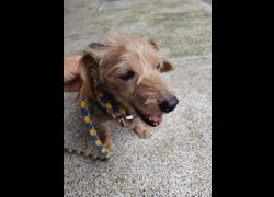 新北市中和區公立動物之家,編號:468399, 混種犬          