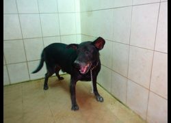 南投縣公立動物收容所,編號:468400, 混種犬          