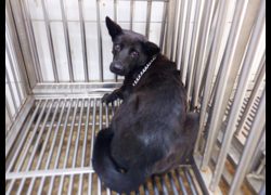 南投縣公立動物收容所,編號:468402, 混種犬          