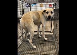 彰化縣流浪狗中途之家臨時收容所,編號:468411, 混種犬          