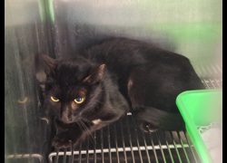 臺北市動物之家,編號:468412, 混種貓                 