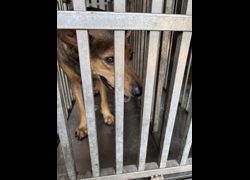 臺南市動物之家善化站,編號:468417, 混種犬          