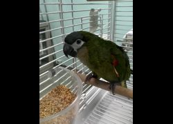 臺南市動物之家善化站,編號:468418, 未確認