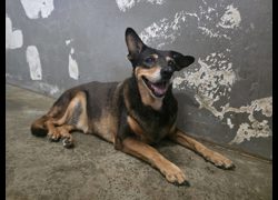 新竹市動物保護教育園區,編號:468419, 混種犬          