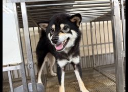 桃園市動物保護教育園區,編號:468420, 柴犬                  
