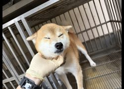 桃園市動物保護教育園區,編號:468421, 柴犬                  