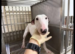 桃園市動物保護教育園區,編號:468422, 牛頭梗