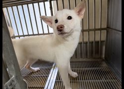 桃園市動物保護教育園區,編號:468424, 柴犬                  