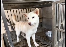 桃園市動物保護教育園區,編號:468426, 柴犬                  
