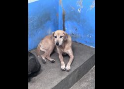 苗栗縣動物保護教育園區,編號:468434, 混種犬          