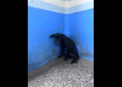苗栗縣動物保護教育園區,編號:468438, 混種犬          