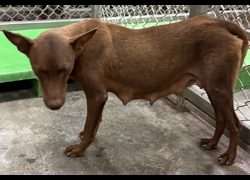 臺東縣動物收容中心,編號:468431, 混種犬          