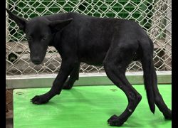 臺東縣動物收容中心,編號:468430, 混種犬          