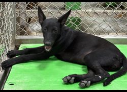 臺東縣動物收容中心,編號:468429, 混種犬          