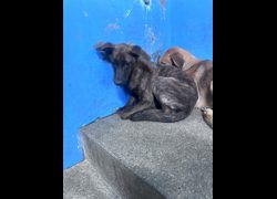 苗栗縣動物保護教育園區,編號:468440, 混種犬          