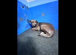 苗栗縣動物保護教育園區,編號:468441, 混種犬          