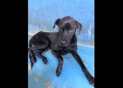 苗栗縣動物保護教育園區,編號:468445, 混種犬          