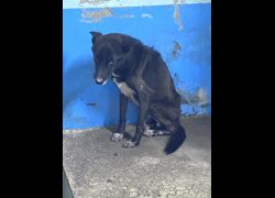 苗栗縣動物保護教育園區,編號:468447, 混種犬          
