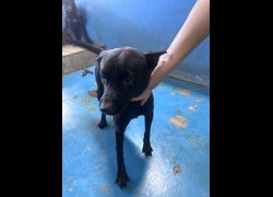 苗栗縣動物保護教育園區,編號:468448, 混種犬          