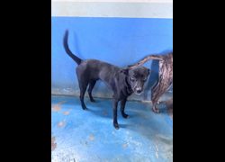 苗栗縣動物保護教育園區,編號:468449, 混種犬          