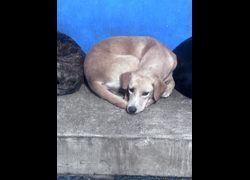 苗栗縣動物保護教育園區,編號:468457, 混種犬          