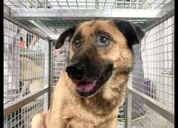 臺北市動物之家,編號:468462, 混種犬          