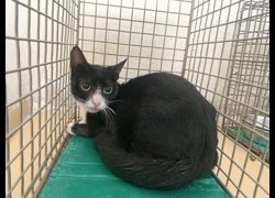 臺北市動物之家,編號:468465, 混種貓                 