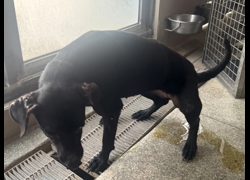 高雄市燕巢動物保護關愛園區,編號:468468, 混種犬          