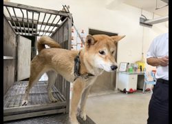 桃園市動物保護教育園區,編號:468470, 柴犬                  