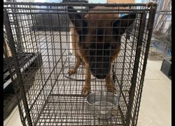 金門縣動物收容中心,編號:467198, 德國狼犬(德國牧羊犬) 