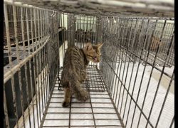 金門縣動物收容中心,編號:467199, 混種貓                 