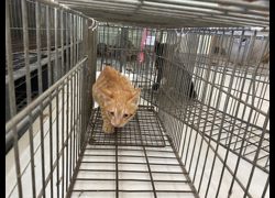 金門縣動物收容中心,編號:467200, 混種貓                 