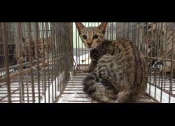 金門縣動物收容中心,編號:467201, 混種貓                 