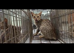 金門縣動物收容中心,編號:467202, 混種貓                 