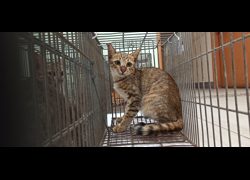 金門縣動物收容中心,編號:467203, 混種貓                 