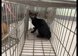 金門縣動物收容中心,編號:467204, 混種貓                 