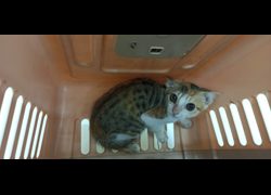 金門縣動物收容中心,編號:468476, 混種貓                 