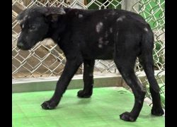 臺東縣動物收容中心,編號:468428, 混種犬          
