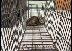 金門縣動物收容中心,編號:468479, 混種貓                 