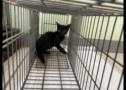 金門縣動物收容中心,編號:468480, 混種貓                 