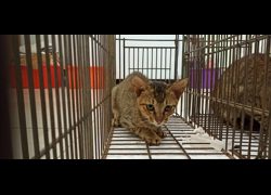 金門縣動物收容中心,編號:468481, 混種貓                 