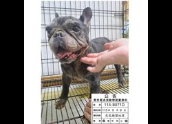 雲林縣流浪動物收容所,編號:468295, 法國鬥牛犬