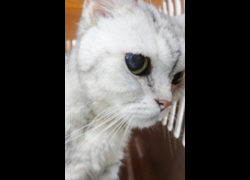 宜蘭縣流浪動物中途之家,編號:468487, 混種貓                 