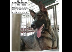 雲林縣流浪動物收容所,編號:468308, 混種犬          