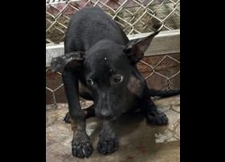 臺東縣動物收容中心,編號:468491, 混種犬          