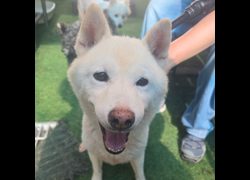 臺南市動物之家灣裡站,編號:414211, 柴犬                  